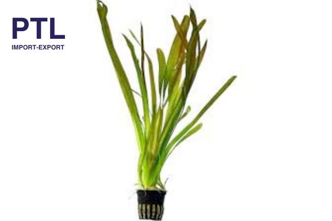 PTL69-PB20180_VALLISNERIA GIGANTEA